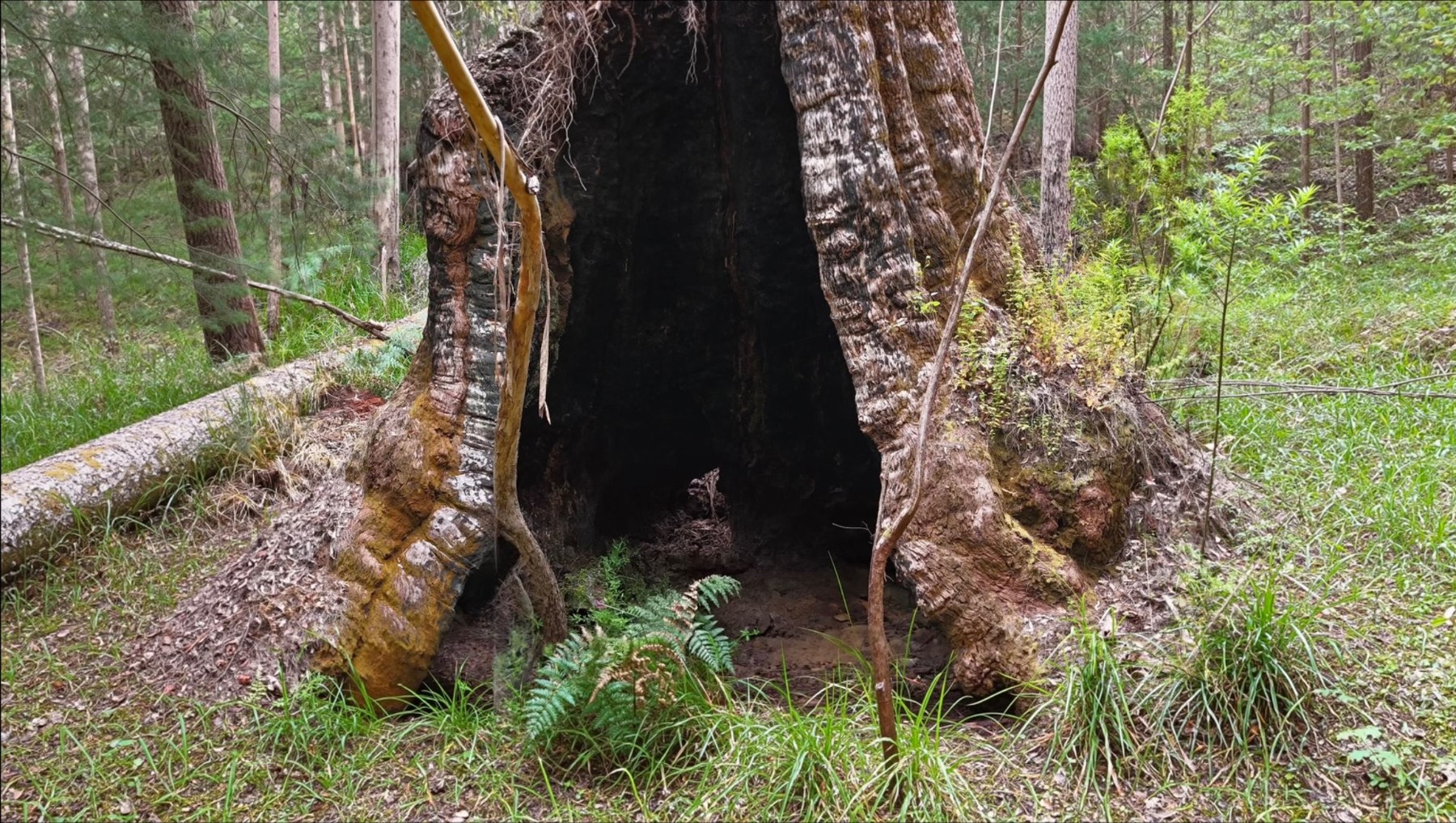 Hollow tree in the forest of Western Australia’s Great Southern